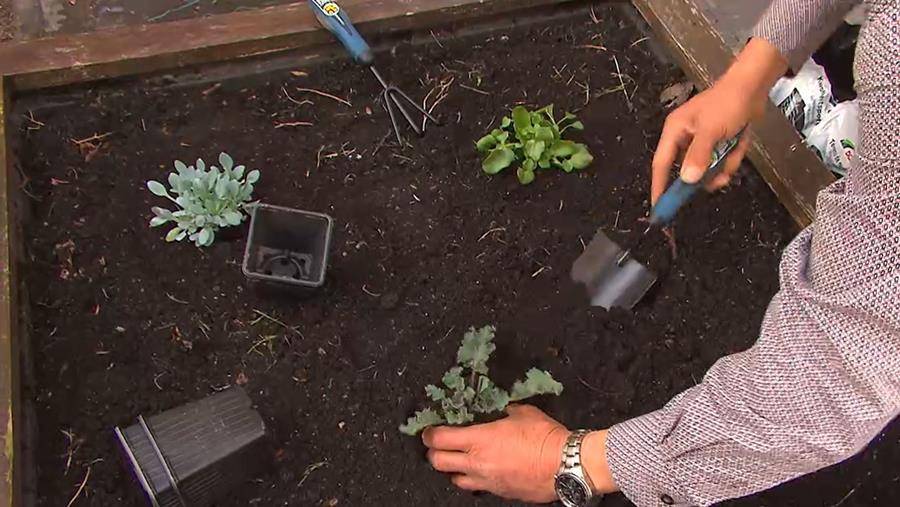 COMMENT REPIQUER VOS HERBES AROMATIQUES?