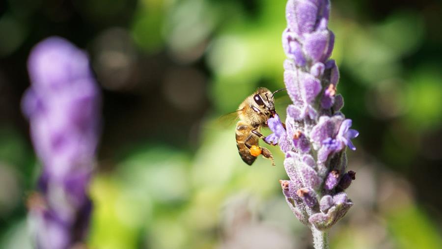Un dernier coup de pouce aux abeilles avant l'hiver!