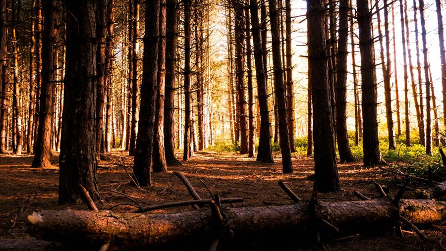 La production de "bois flamand" réduite de moitié en quatre ans