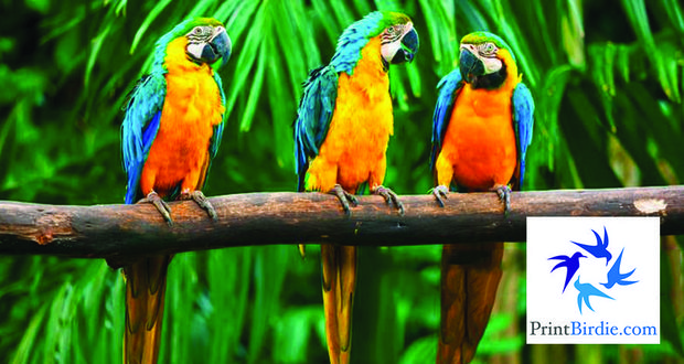 Straffe Web2Print van MultiPress neemt alle zorgen weg