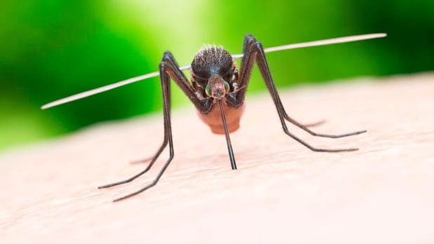La Commission européenne autorise un vaccin Chikungunya pour les adultes et les adolescents